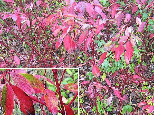 Cornus sericea /Svída výběžkatá/