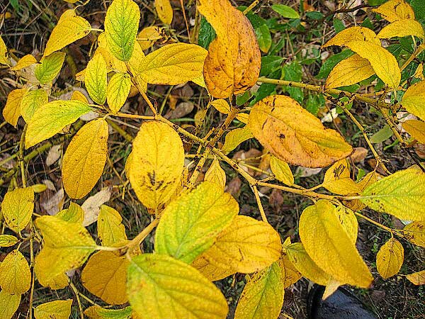 Cornus sericea 'Flaviramea' /Svída výběžkatá/