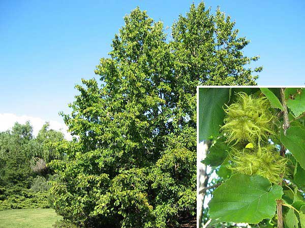 Corylus colurna /Líska turecká/