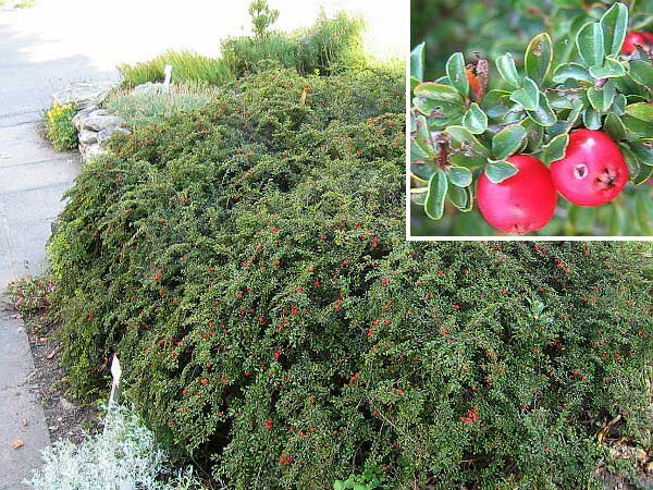 Cotoneaster adpressus /Skalník přitisklý/