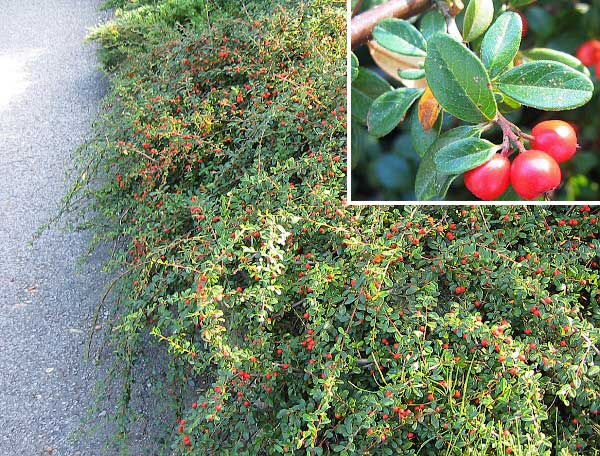 Cotoneaster dammeri 'Skogholm' /Skalník Dammerův/