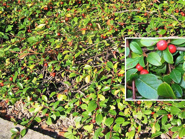 Cotoneaster dammeri /Skalník Dammerův/