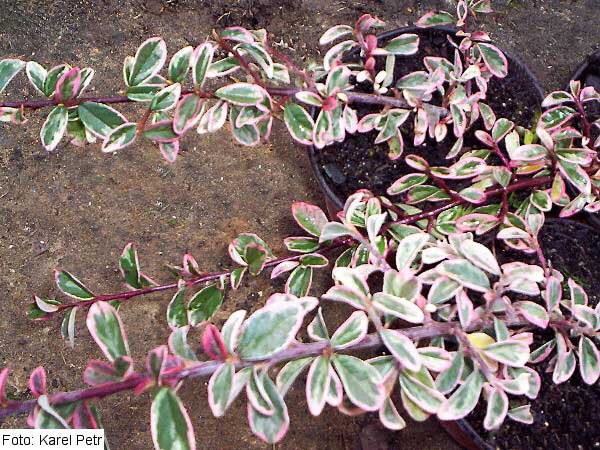 Cotoneaster dammeri 'Variegata' /Skalník Dammerův/