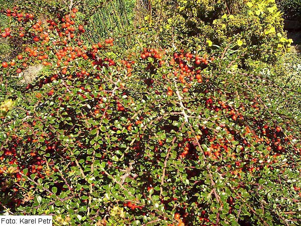 Cotoneaster horizontalis /Skalník vodorovný/