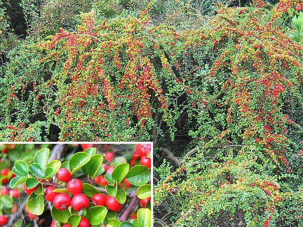 Cotoneaster horizontalis 'Robusta' /Skalník vodorovný/