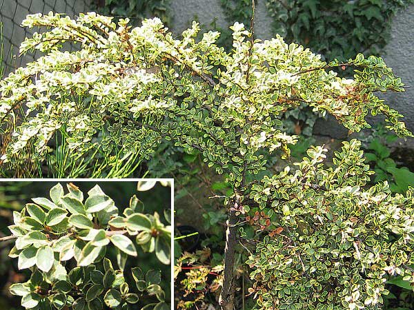 Cotoneaster horizontalis 'Variegatus' /Skalník vodorovný/