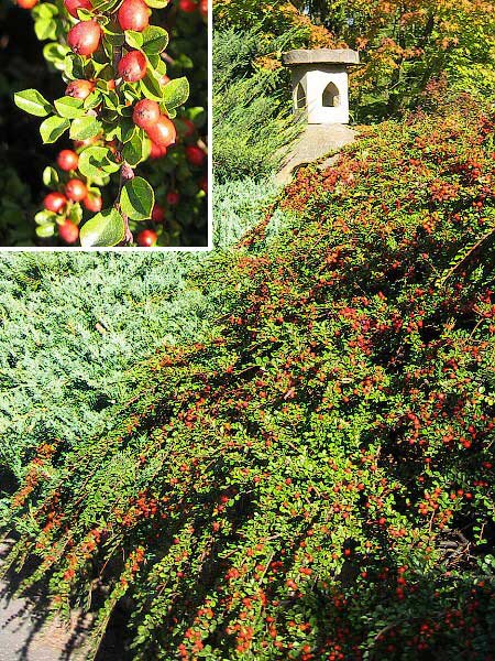 Cotoneaster horizontalis /Skalník vodorovný/