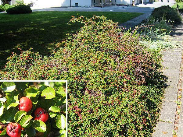 Cotoneaster praecox /Skalník raný/