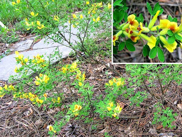 Cytisus procumbens /Čilimník - janovec položený/