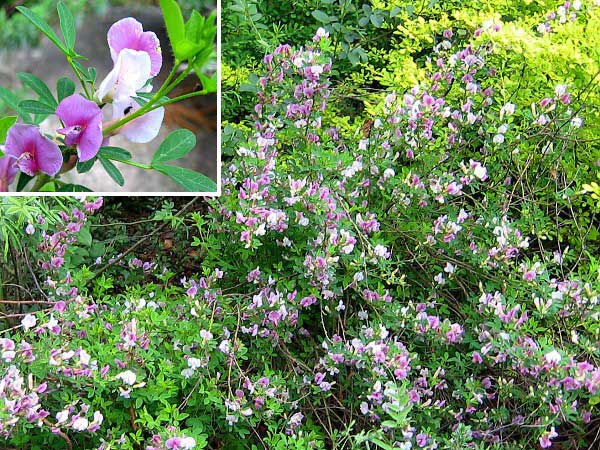 Cytisus scoparius 'Lilac Time' /Čilimník - janovec metlatý/