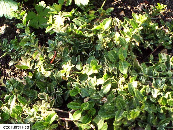 Euonymus fortunei 'Harlequin' /Brslen Fortuneův/