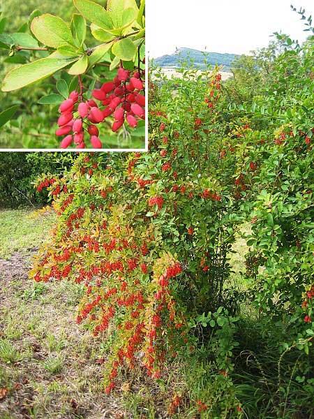 Berberis vulgaris /Dřišťál obecný/