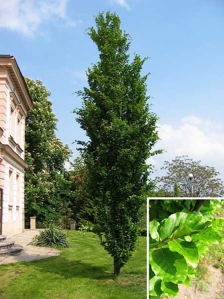 Fagus sylvatica 'Fastigiata' /Buk lesní/