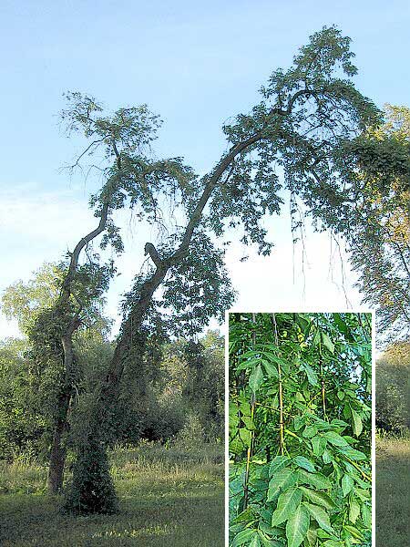 Fraxinus excelsior 'Pendula' /Jasan ztepilý/