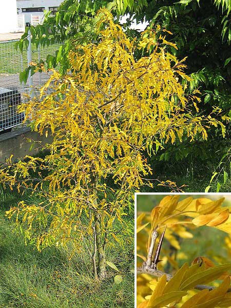 Gleditsia triacanthos /Dřezovec trojtrnný/