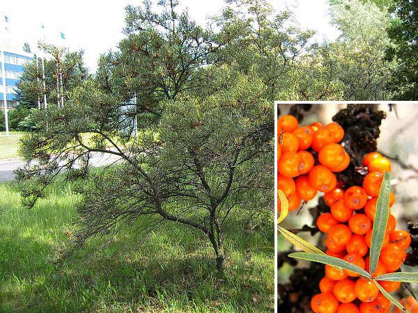 Hippophae rhamnoides /Rakytník úzkolistý/