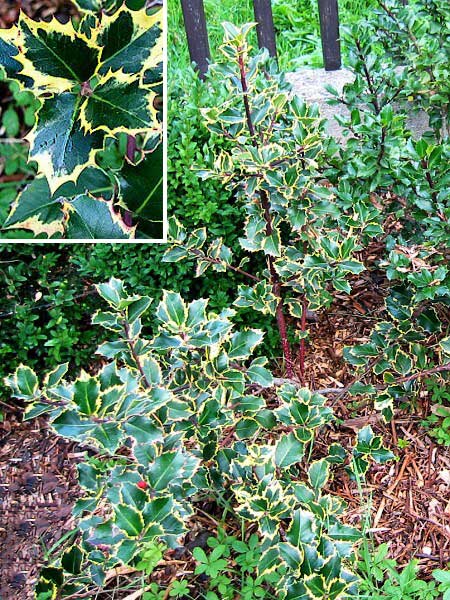 Ilex aquifolium 'Handsworth New Silver' /Cesmína ostrolistá/