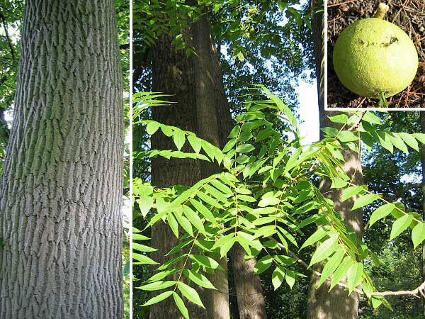 Juglans nigra /Ořešák černý/