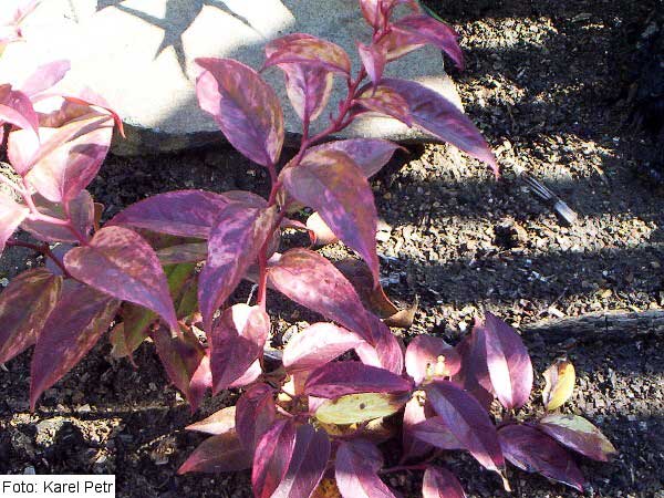 Leucothoe fontanesiana 'Rainbow' /Leucothoe/