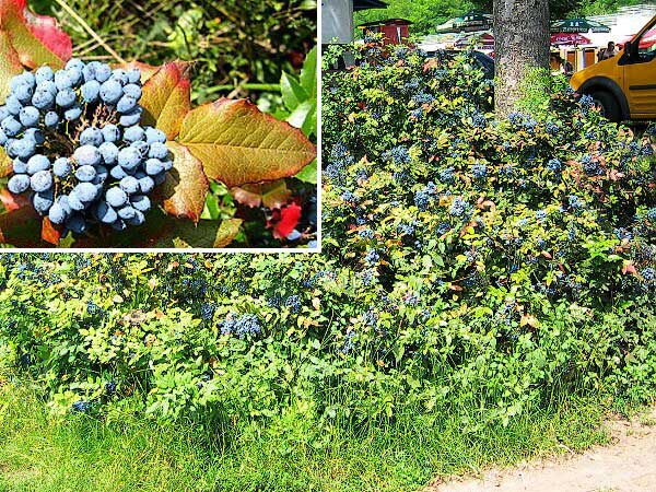 Mahonia aquifolium /Mahonie cesmínolistá/