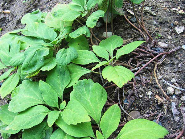 Pachysandra procumbens /Tlustonitník polehavý/