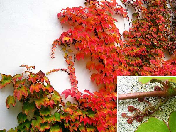 Parthenocissus tricuspidata /Přísavník trojcípý/