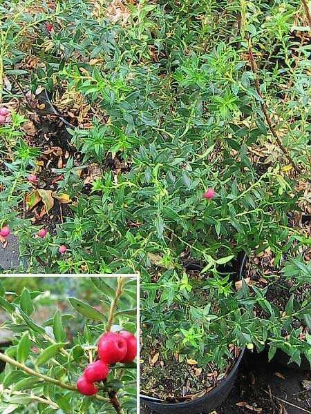 Pernettya mucronata /Pernetie zašpičatělá/