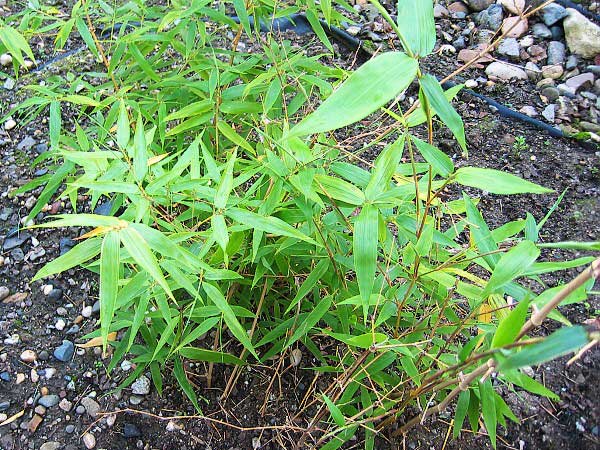 Phyllostachys nigra /Listoklasec černý/