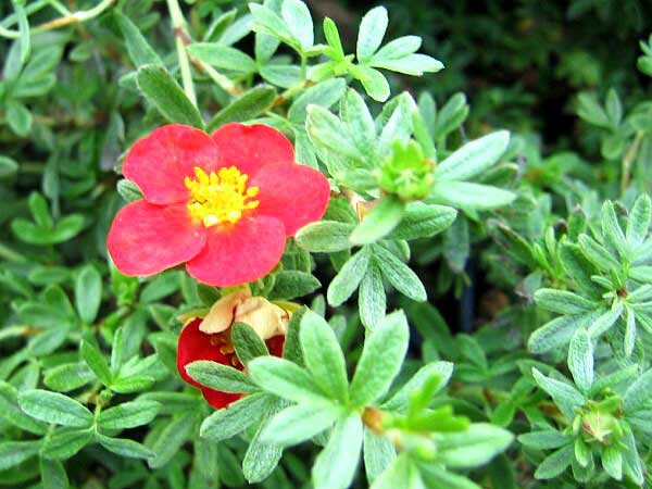 Potentilla fruticosa 'Red Robin' /Mochna křovitá/