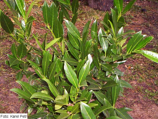 Prunus laurocerasus 'Otto Luyken' /Bobkovišeň lékařská/