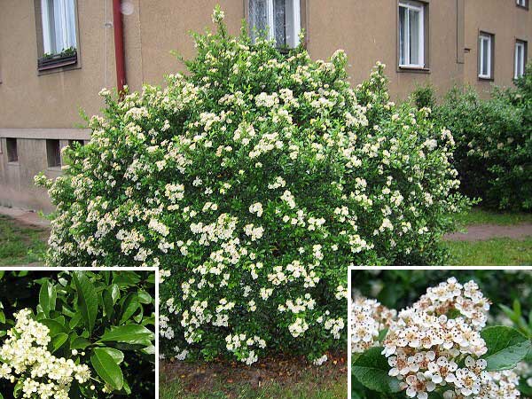 Pyracantha coccinea  /Hlohyně šarlatová/