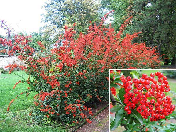 Pyracantha coccinea /Hlohyně šarlatová/