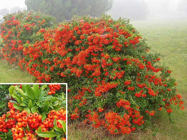 Pyracantha coccinea /Hlohyně šarlatová/