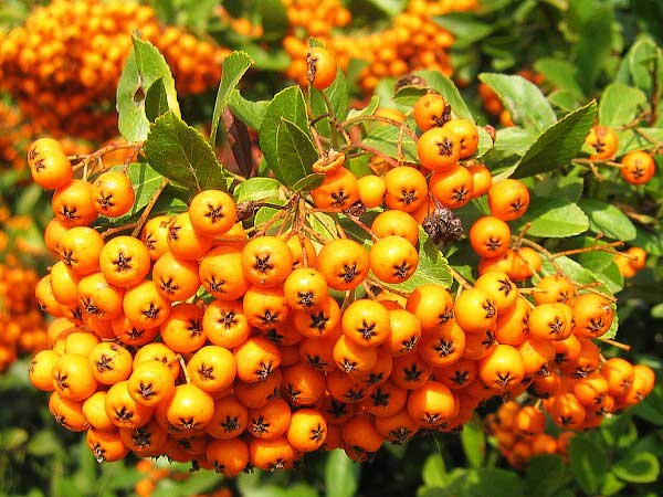 Pyracantha coccinea /Hlohyně šarlatová/