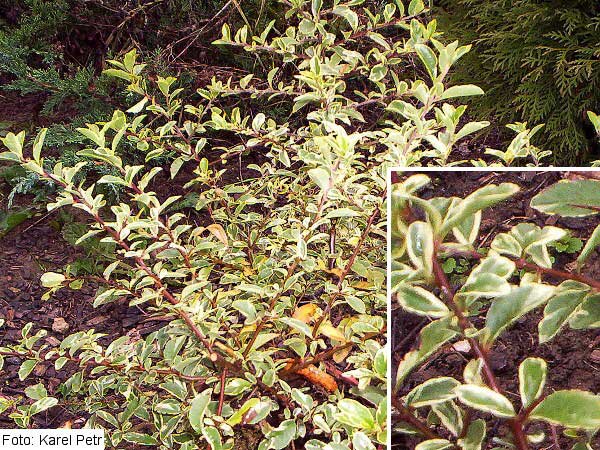 Pyracantha coccinea 'Variegata' /Hlohyně šarlatová/