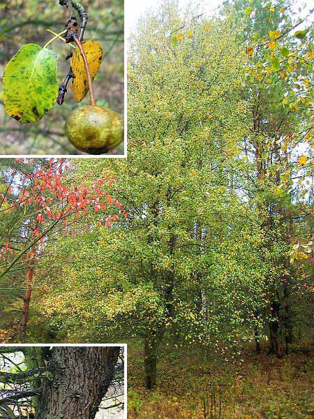 Pyrus  comunis /Hrušeň obecná/