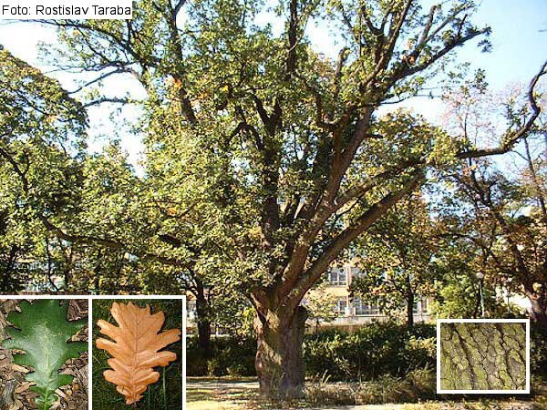 Quercus frainetto /Dub uherský/