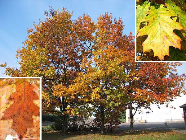 Quercus velutina /Dub sametový/