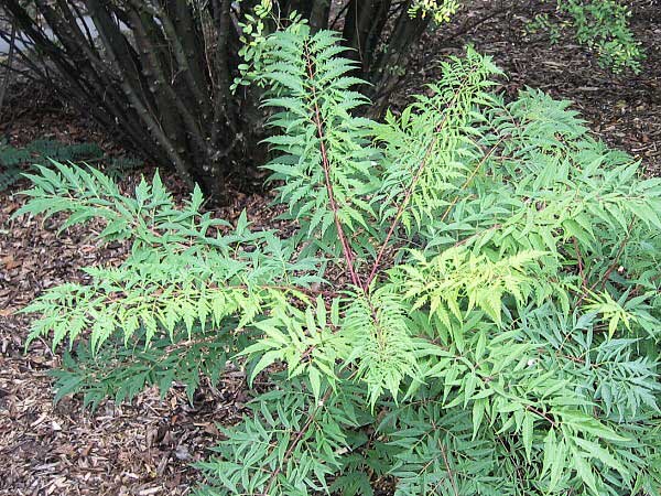 Rhus glabra 'Laciniata' /Škumpa lysá/