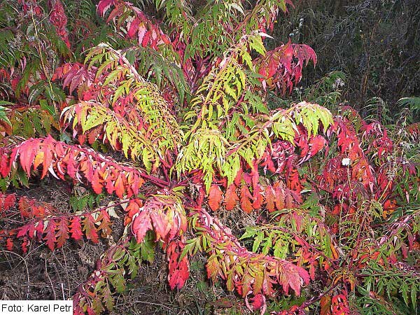 Rhus glabra 'Laciniata' /Škumpa lysá/