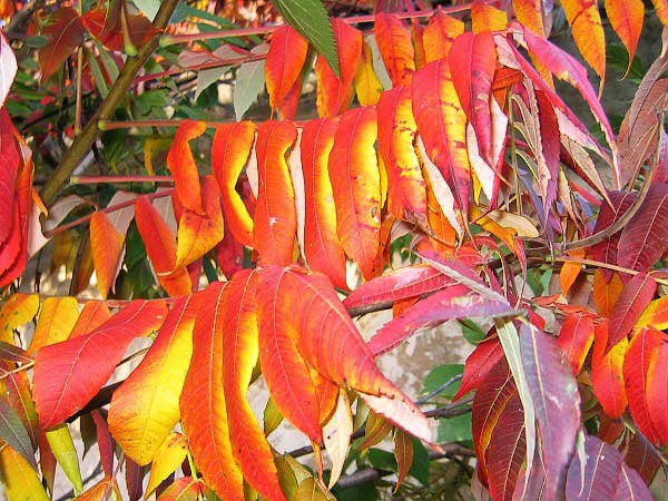 Rhus typhina /Škumpa orobincová (ocetná)/