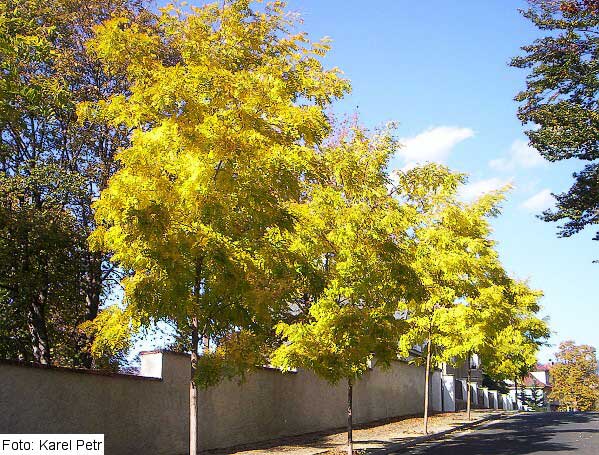 Robinia pseudoacacia 'Frisia' /Akát bíly/