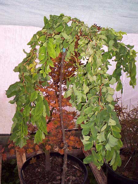 Robinia pseudoacacia 'Twista Baby' /Akát bílý/