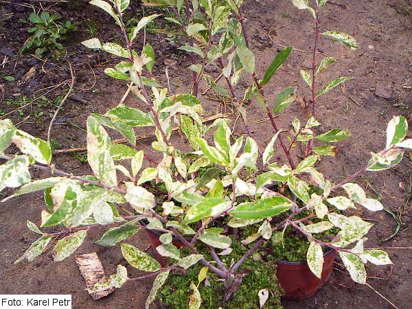 Salix cinerea /Vrba popelavá/