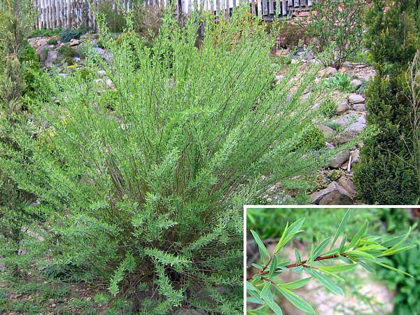 Salix rosmarinifolia /Vrba rozmarýnolistá/
