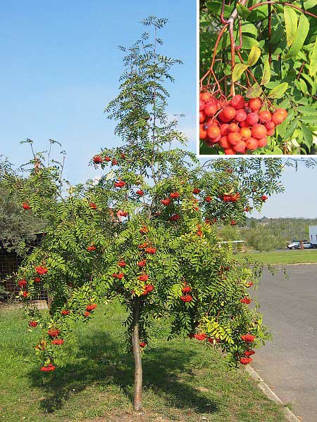 Sorbus aucuparia /Jeřáb ptačí/