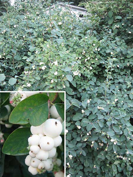 Symphoricarpos albus /Pámelník hroznatý/