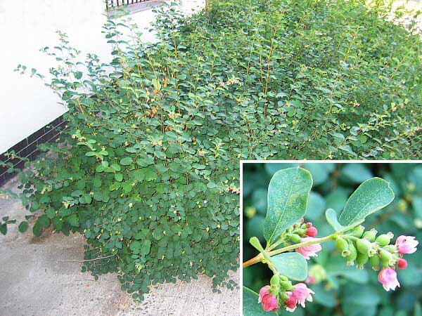 Symphoricarpos albus /Pámelník hroznatý/