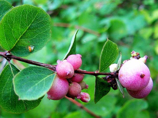 Symphoricarpos x chenaultií /Pámelník Chenaultův/