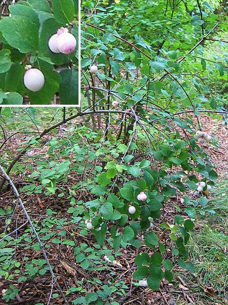 Symphoricarpos x doorenbosií 'Mother of Pearl' /Pámelník Doorenbosův/